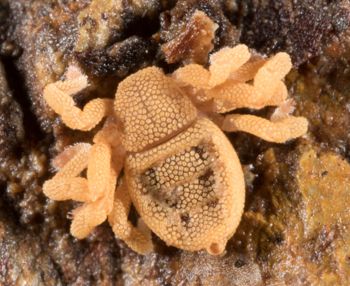 Media type: image; Invertebrate Zoology 143922